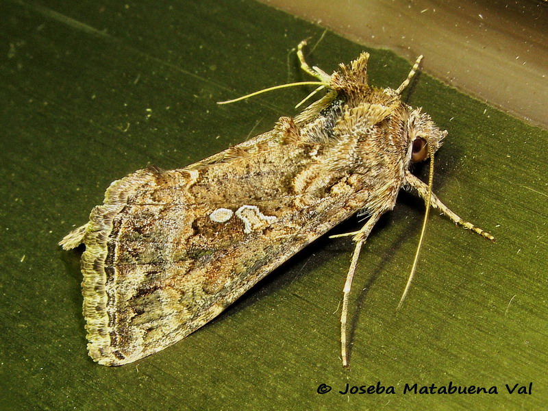 Trichoplusia ni - Noctuidae